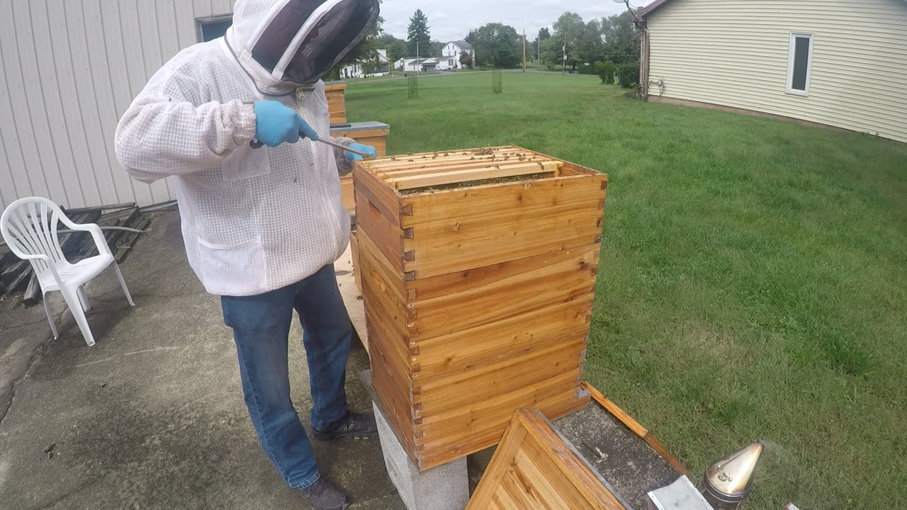 September 30 2024 Swarm Hive Inspection Part II