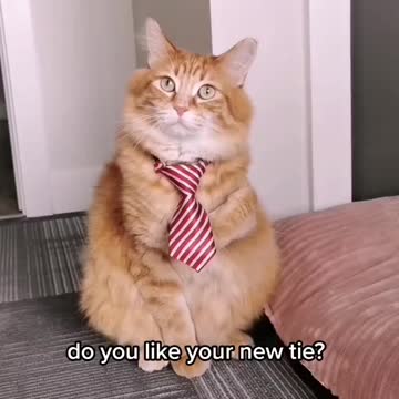 OMG cats are wearing tie