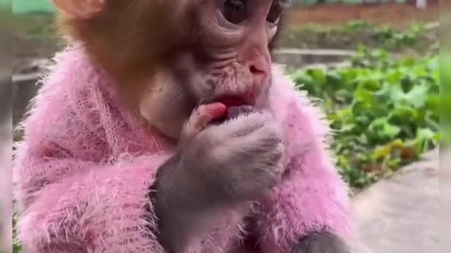 Cute monkey eating best moments