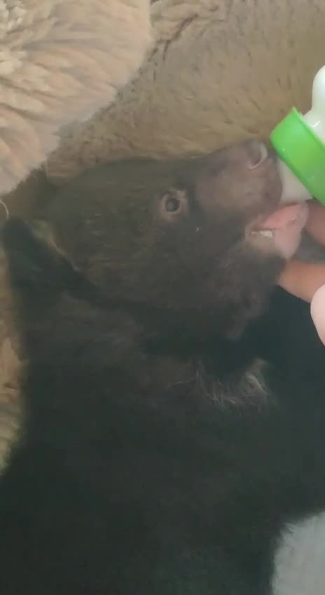 Cute little bear cub feeding