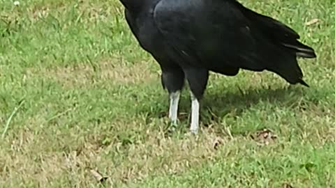 Turkey Vulture