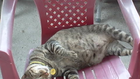 Resting cats on chair