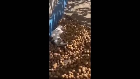 Funniest Cats and Dogs Videos -- Hilarious Animal Compilation 429