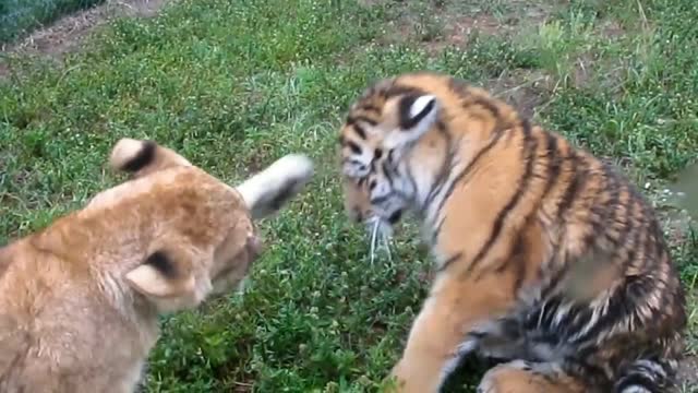 Baby tiger and lion together playing