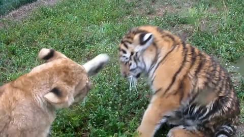 Baby tiger and lion together playing