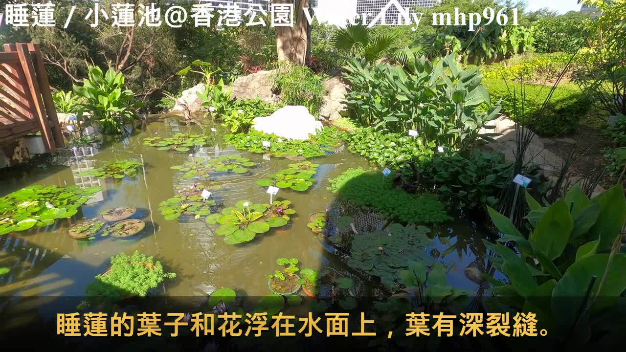 [日間開放。傍晚閉合] 睡蓮／小蓮池＠香港公園 Water Lily（Nymphaea tetragona）@Hong Kong Park, mhp961, Dec 2020