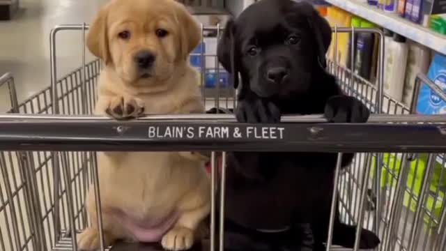 Cute puppies and with funny scene