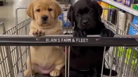 Cute puppies and with funny scene