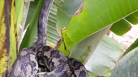 Snake on the tree is running away