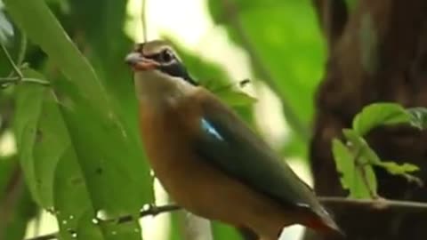 Birds of Amaramkavu Birding Kerala