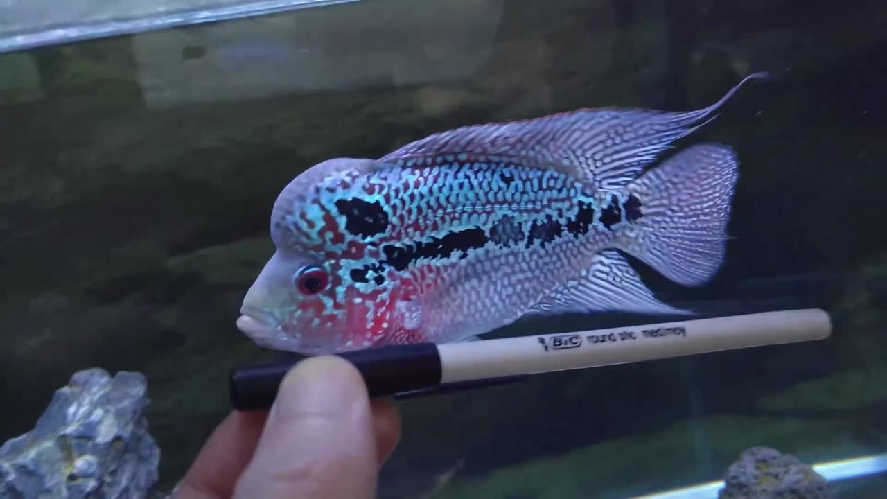 How Much I Feed My Flowerhorn in One Day