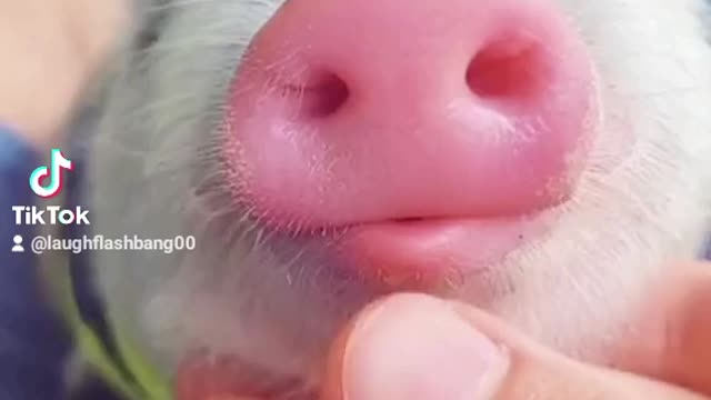 Cute pink pig enjoying