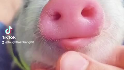 Cute pink pig enjoying