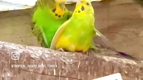 Lovely pair of budgies #birds #nature #animals #bird