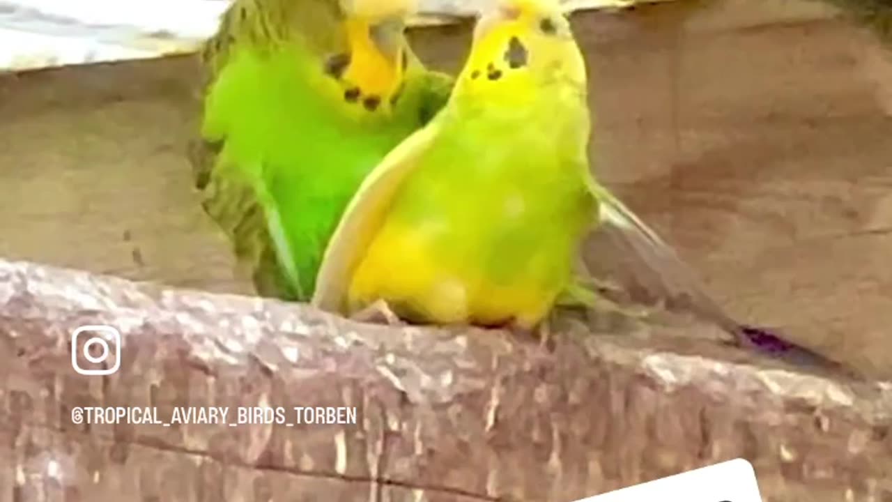 Lovely pair of budgies #birds #nature #animals #bird