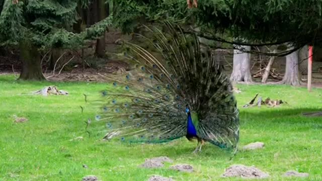 The peacock has a large, attractive feather