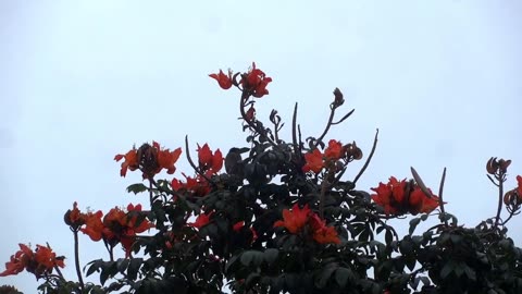 Beautiful Birds video Birds perched on flowers