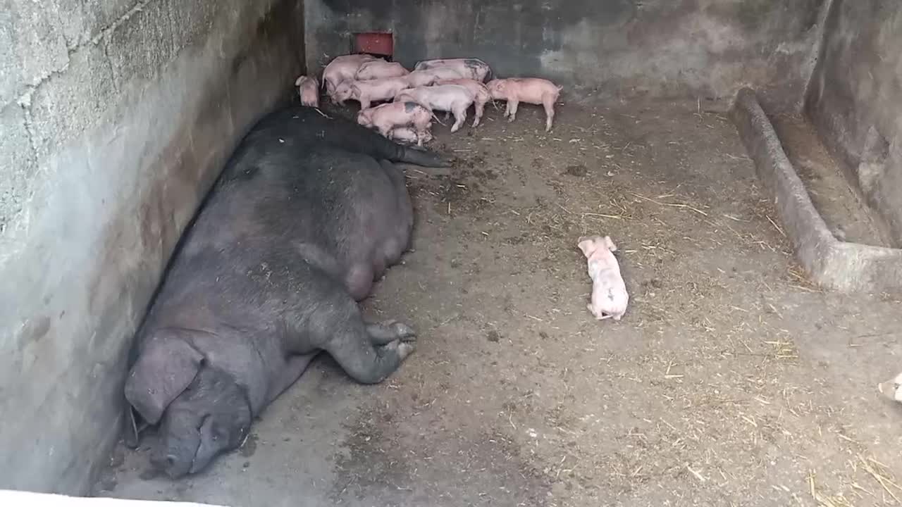 A group of piglets eat milk together