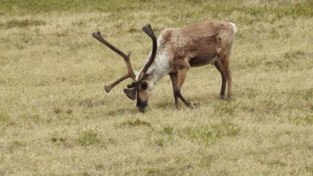 Bull Caribou Scratches Back Paw with Antler