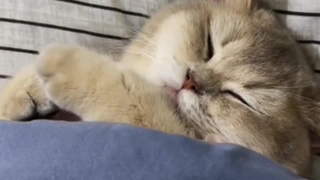 Cute cat, there must be something cute