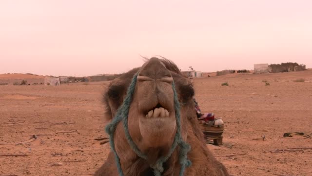 Camel ship desert