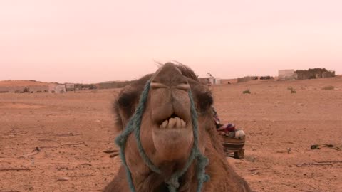 Camel ship desert