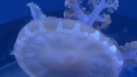 jellyfish video