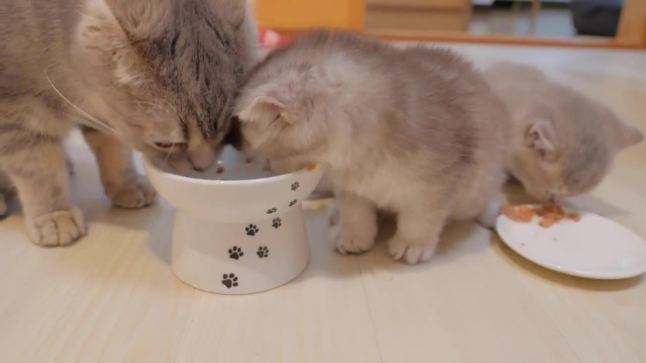 Watch these cuties dine😻