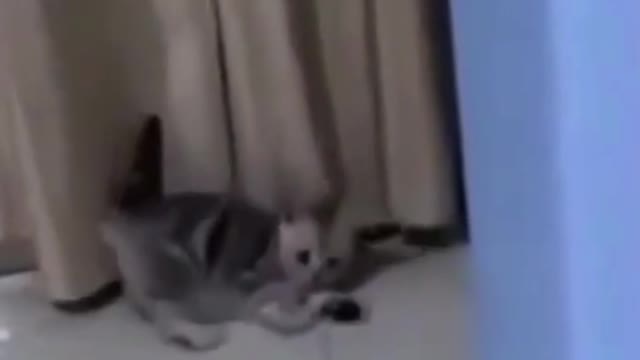 Cute Funny Cat Plays with Roly Poly Toy #shorts