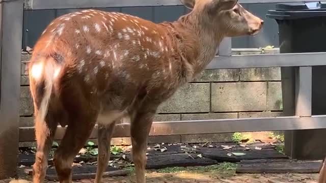 Sika deer