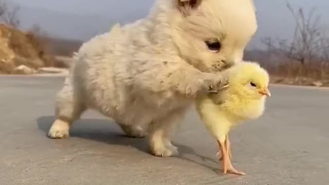 Cute puppy teasing chick