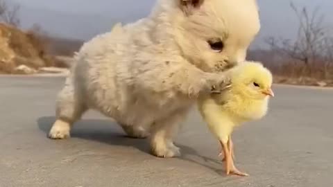 Cute puppy teasing chick