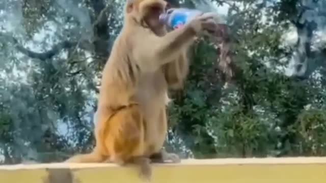 A Monkey drinks a Coca-Cola