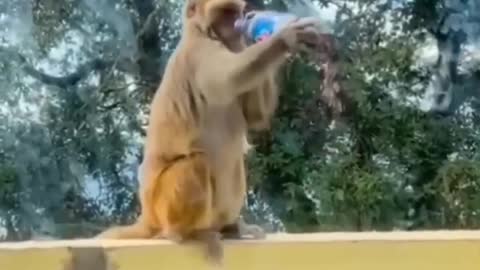 A Monkey drinks a Coca-Cola