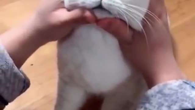 Funny cat