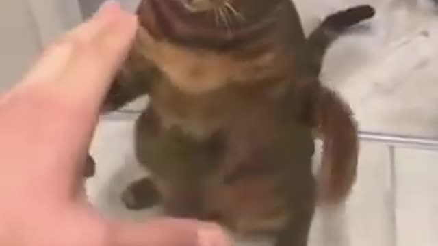 Funniest Cats and Dogs Video