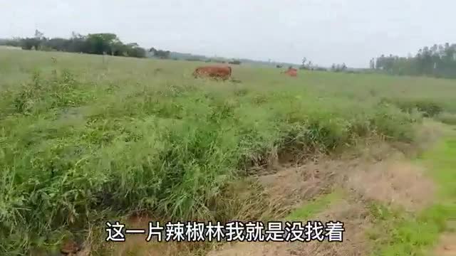 lost calf