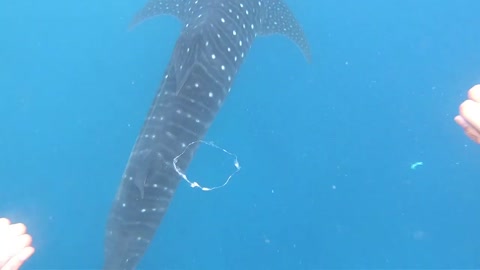 Bubble Rings vs Whale Shark