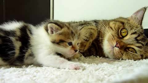 Mom Cat hugs her Cute Kitten Rocky | Mommy, Mommy, Hug Me !