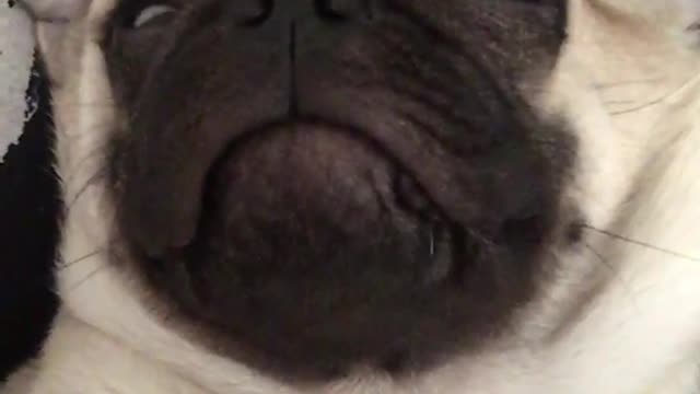 Pug sleeps black shirt owner one eye open