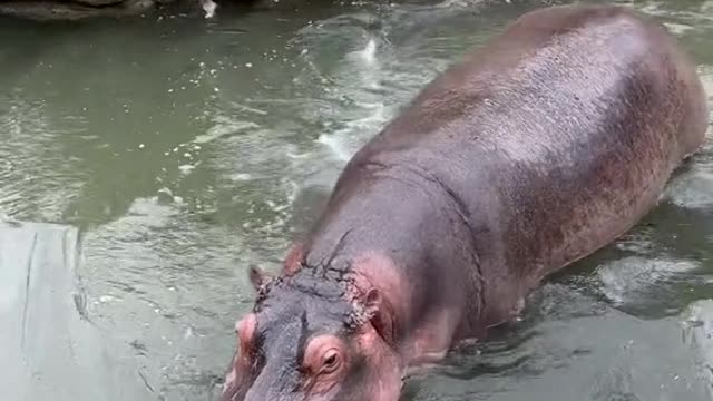 A hippopotamus