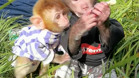 Cute little baboon playing with the owner