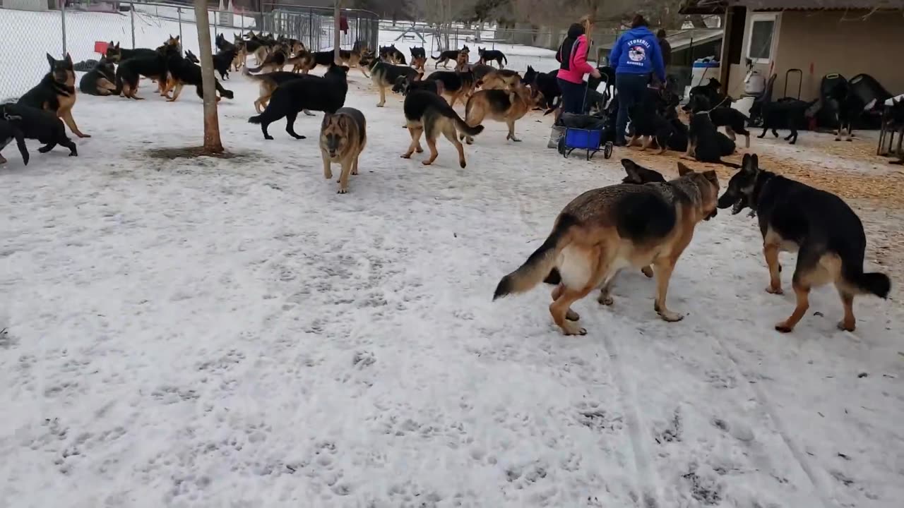 100 German Shepherds