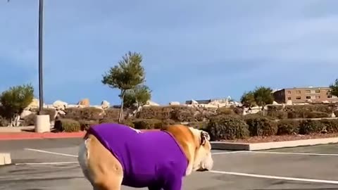 Funniest animal videos compilation. Best of year try not to laugh 😂😂😂😂🐈🐕🦓🐴