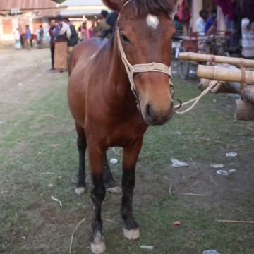 rolling stones #horseracig 😍 #shorts #shortvideo #villagemarketbd #horsevideo #villagelife