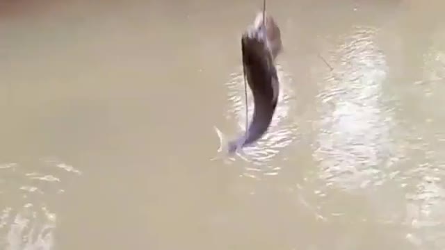 This is a beautiful and charming water-dwelling species