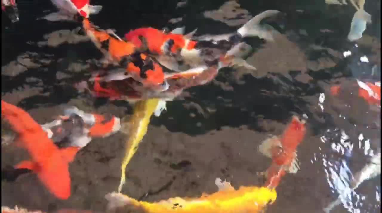 most beautiful koi fish in the world_fish video_koi fish #Latest Nature Video