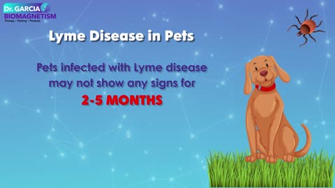 Lyme Disease in Pets