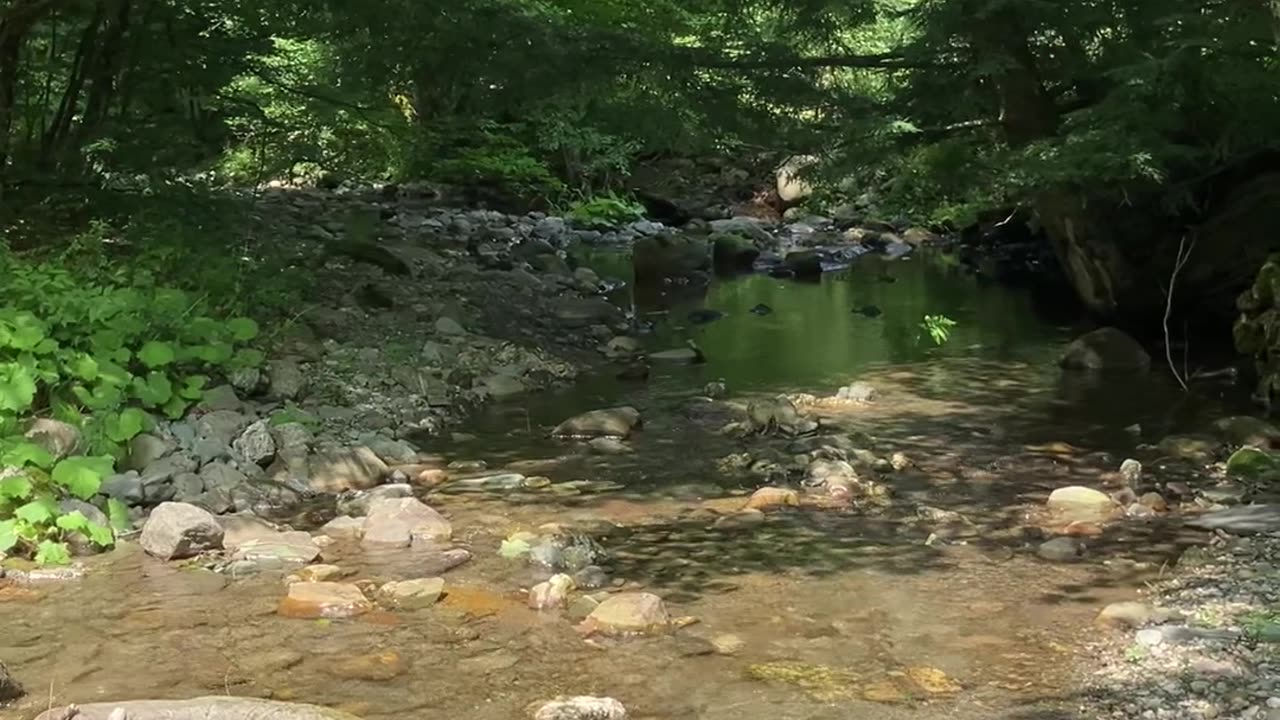 Relaxing Stream at Lewis Dean Nature Preserve 2