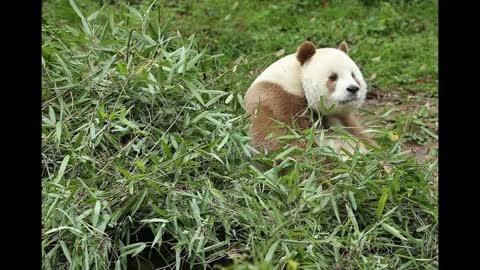 Adorable Brown Panda